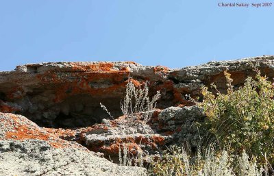 Lichen-on-Rocks-0398.jpg