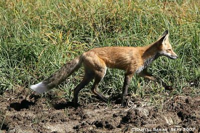 Red-Fox-3105.jpg