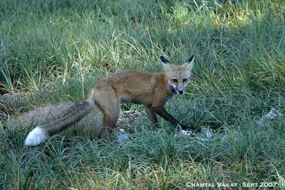 Red-Fox-3119.jpg