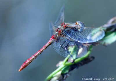 Variegated Dragonfly
