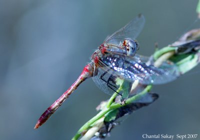 Variegated Dragonfly