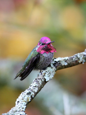 Annas Hummingbird(Calypte annas)male molting