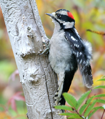 Downy Woodpecker (Picoides pubescens)  male