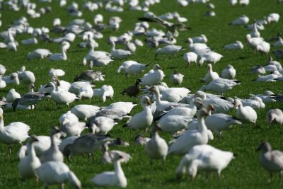 Cackling Goose(Branta hutchinsii)