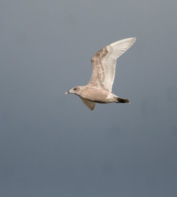 herring_gull