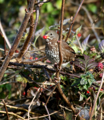 Fox Sparrow (Passerella iliaca)