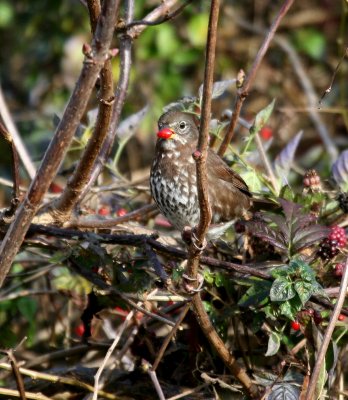 Fox Sparrow (Passerella iliaca)