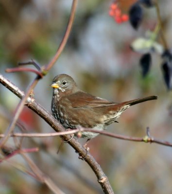 Fox Sparrow (Passerella iliaca)