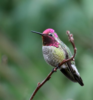 Annas Hummingbird(Calypte annas)male