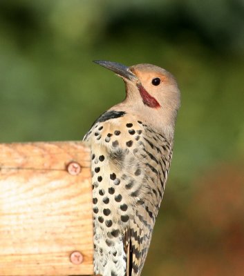 Northern Flicker (Colaptes auratus) male Intergrade Yellow Shafted