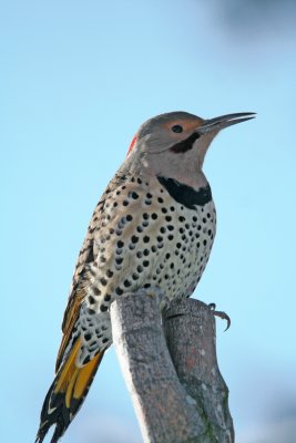 Northern Flicker (Colaptes auratus) male Intergrade Yellow Shafted