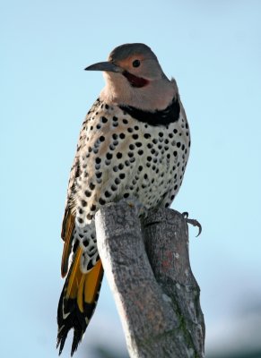 Northern Flicker (Colaptes auratus) male Intergrade Yellow Shafted