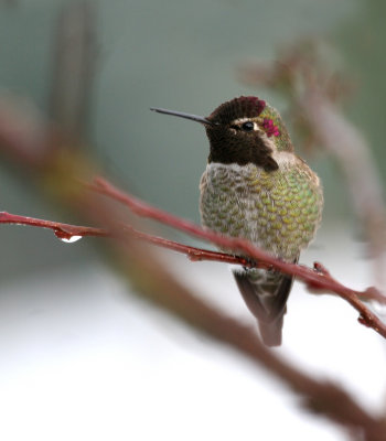 Annas Hummingbird(Calypte annas)male