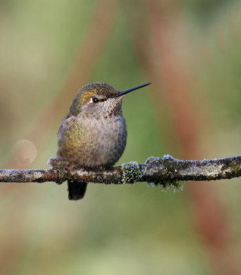 Annas Hummingbird(Calypte annas)female