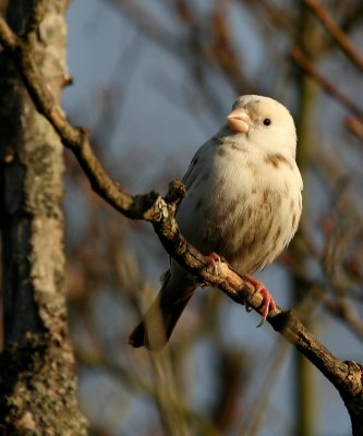 house_finch