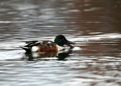 Northern Shoveler (Anas clypeata)