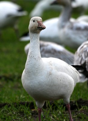 Snow Goose(Chen caerulescens)