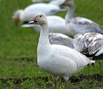 Snow Goose(Chen caerulescens)