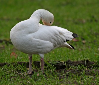 Snow Goose(Chen caerulescens)