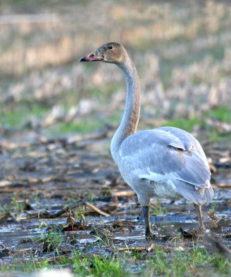 trumpeter_swan