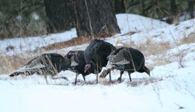 Wild Turkey(Meleagris gallopavo)