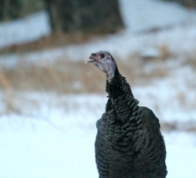 Wild Turkey(Meleagris gallopavo)