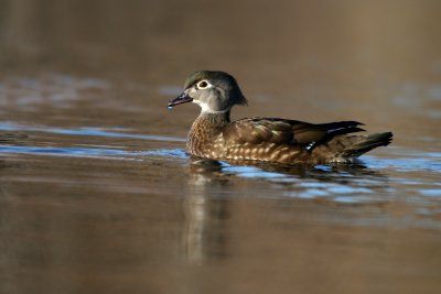 Wood Duck(Aix sponsa)