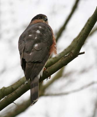 Sharp-shinned Hawk(Accipiter striatus)