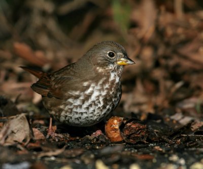 Fox Sparrow (Passerella iliaca)