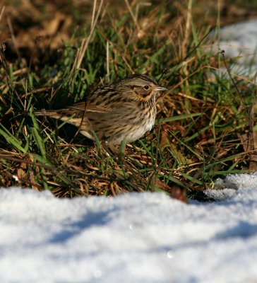 Lincolns Sparrow (Melospiza lincolnii)