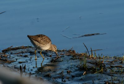 long_billed_dowitcher