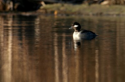 Bufflehead(Bucephala albeola)