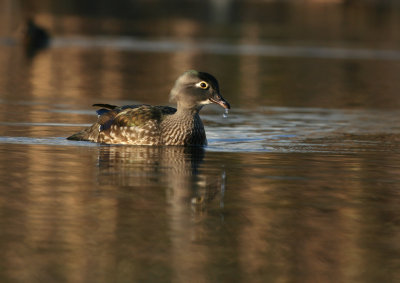 Wood Duck(Aix sponsa)