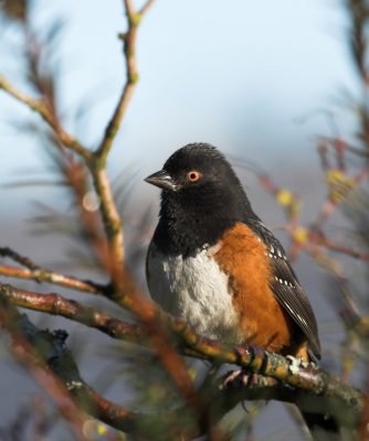 Spotted Towhee (Pipilo maculatus)male