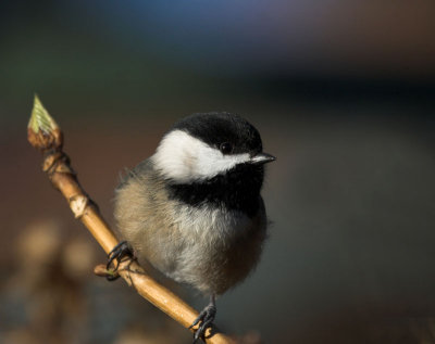 Black Capped Chickadee(Poecile atricapilla)
