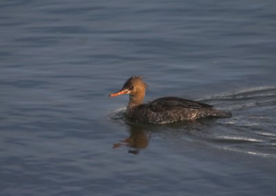 red_breasted_merganser