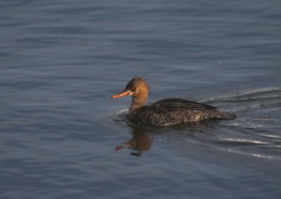 Red-breasted Merganser (Mergus serrator)