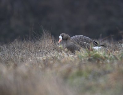 Greater White-fronted Goose (Anser albifrons)