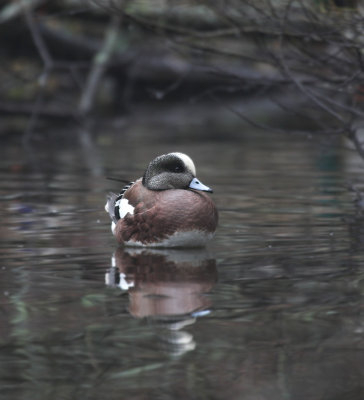 American Wigeon (Anas americana)