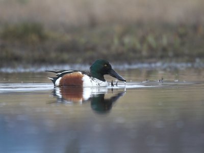 Northern Shoveler (Anas clypeata)