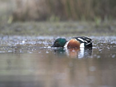 Northern Shoveler (Anas clypeata)