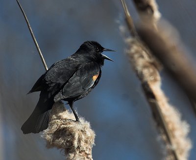 red_winged_blackbird