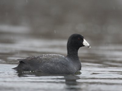 american_coot