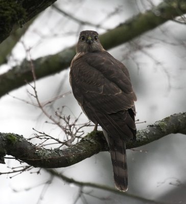 Sharp-shinned Hawk(Accipiter striatus)