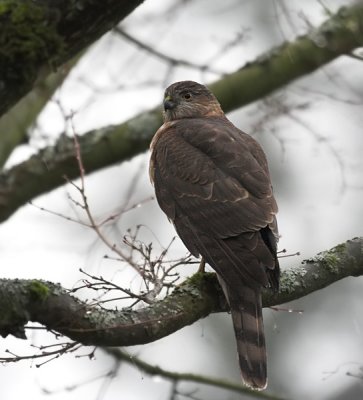 Sharp-shinned Hawk(Accipiter striatus)