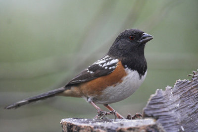 Spotted Towhee (Pipilo maculatus)male