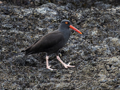 black_oystercatcher