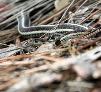 reptiles_and_amphibians