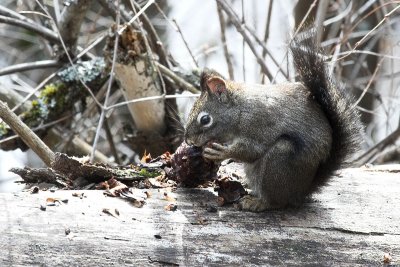 red_squirrel