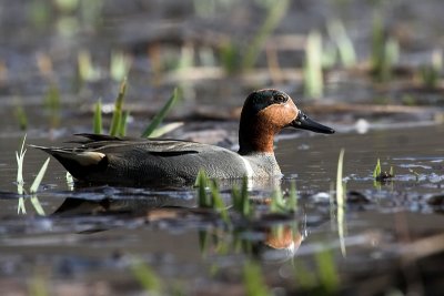 green_winged_teal